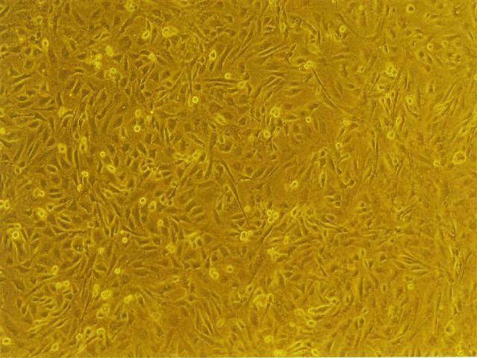 NEPA21 / MC3T3-E1 - Mouse Osteoblastic cells - Viability 40 per cent